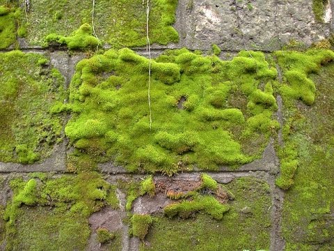 Éliminer la mousse sur une terrasse en créant un anti-mousse naturel