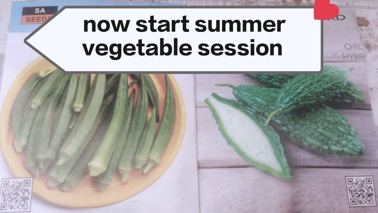 Now start summer vegetable session.kuch vegetable ki piniri laga thi ha.