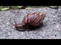 【卜蜜】蝸牛🐌你好! | 寶寶baby日記 | 111 (2Y10M7D)