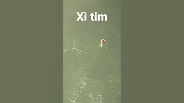 Cá ăn liên tục #câucárôđồng #fishing #caucaro