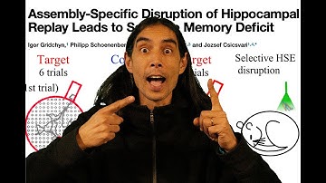 Neurobiology Journal Club #24: "Assembly-Specific Disruption of Hippocampal Replay!" (#0053)