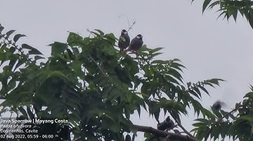 Java Sparrow | Mayang Costa (Padda oryzivora)