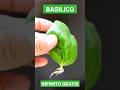 BASILICO INFINITO GRATIS, TRUCCO INCREDIBILE PER MOLTIPLICARE IL BASILICO #shorts #garden #fiori