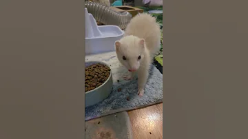 Toe Bean Soup Ain T Free 