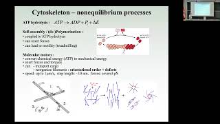 Phase-field theory of cell motility: from individual motion to collective cell migration.