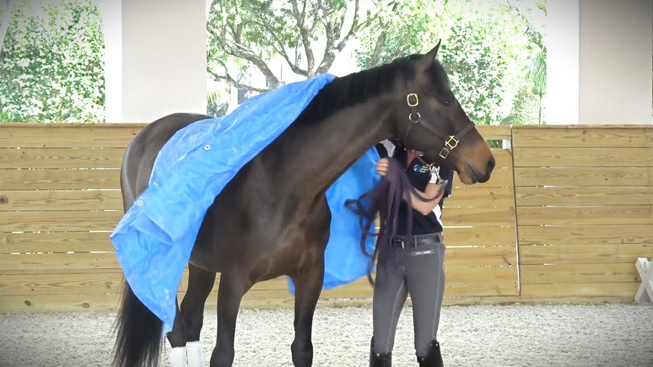 SOLD! Pashmina ISF, Star - Top Quality Young Dressage Mare by Sir Sinclair, Keur