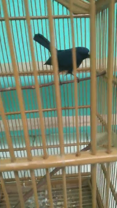 burung blue robin sunda JANTAN.