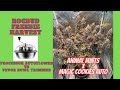 Rocbud freebie harvest animal mints x magic cookies auto professor autoflower vs vevor bowl trimmer