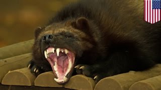 Animal on the loose: Wolverine tranquilized at New Jersey airport after it chews through crate