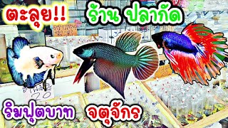 คนเลี้ยง​สัตว์​ EP.221 ตะลุย!! ร้าน​ ปลากัด​สวยงาม​ ตลาดปลาจตุจักร​ #ปลากัด #fish #bettafish​