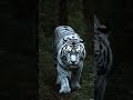 Blue Tiger Mystery: Kya China Mein Sach Mein Neela Bagh Tha? 🐅💙 | Myth or Reality #blacktiger