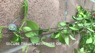 Famous How to attach vines, trellis, ivy and other plants to the wall Net Worth