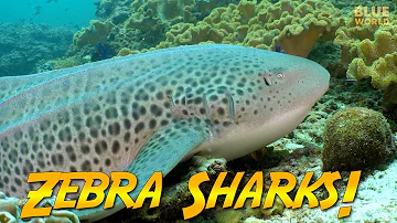 Zebra Sharks of Oman | JONATHAN BIRD'S BLUE WORLD