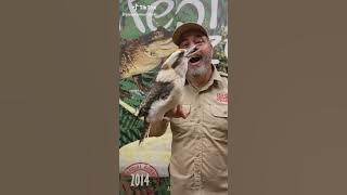 #madagascar #leumers #scorpion #kokoburra #bigcat cute beautiful lovely moment with animals part(1)