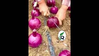 Harvesting Beautiful Purple Onion #shortsvideo #gardening
