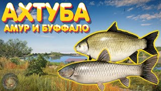 Амур + Буффало | р. Ахтуба | Русская Рыбалка 4
