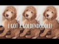 I GOT A GOLDENDOODLE! | New Puppy Haul/Picking Up My Goldendoodle Puppy Vlog + 1 Week Update