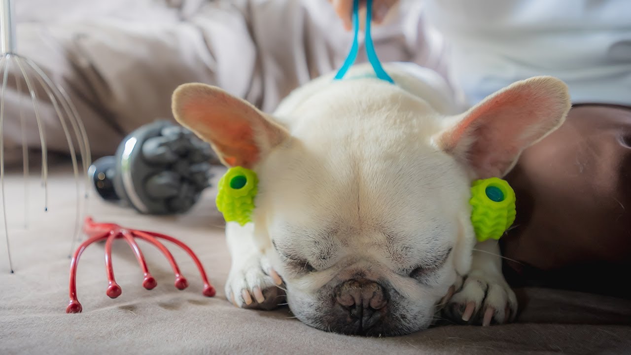 どのマッサージ機が犬にとって最高に気持ちいいのか？を試してみる【フレンチブルドッグこたつの場合】