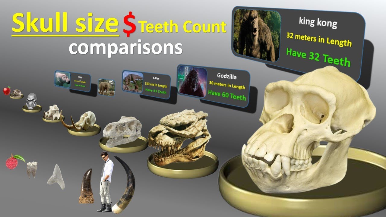 Skull Size Comparisons with Teeth Count for humans, Animals, and ...