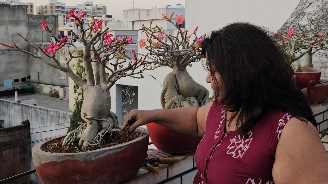 MARCH ME ADENIUM ME NA KARNA BHOOLE YE 5 ZAROORI KAAM || Care of Adenium in March || Fun Gardening