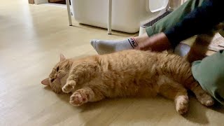 1 million views  The happy time of dad and cat will make you happy. VLOG ❤