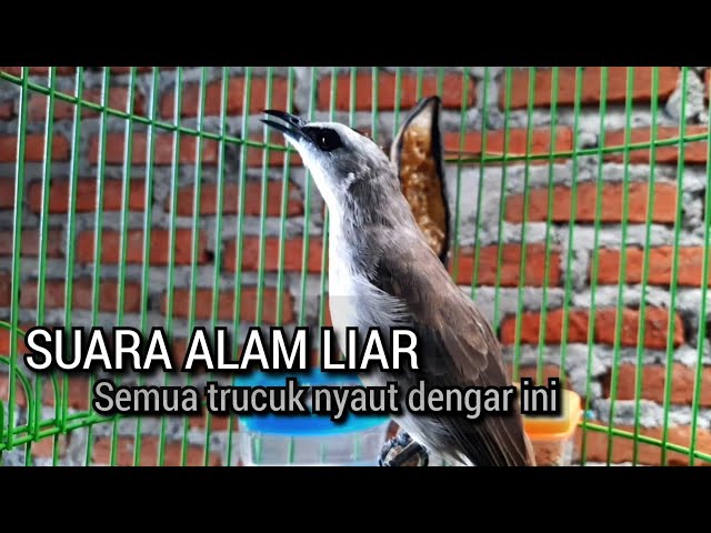 trucukan gacor SUARA ALAM LIAR ini ampuh MENJADIKAN AGAR burung trucuk gacor NYAUT IKUT TARUNG class=