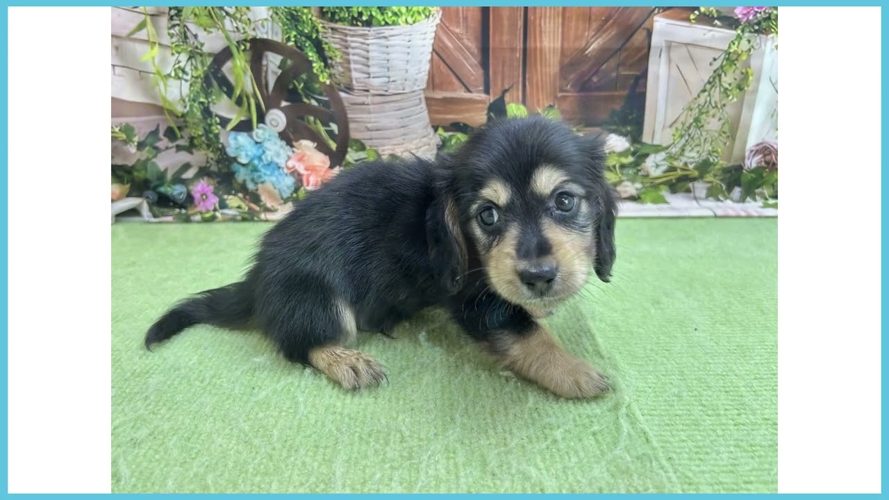 760339 M・ダックスフンド - YouTube