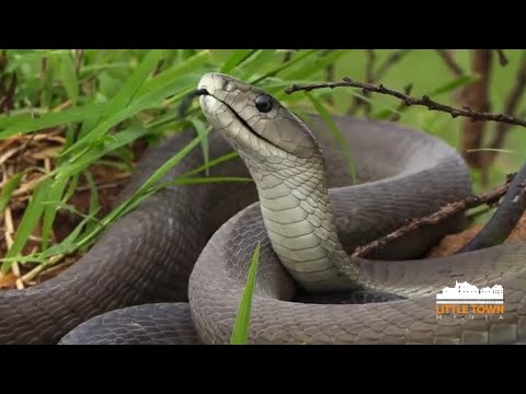 NYOKA MWENYE UWEZO WA KUSIMAMA NA KURUKA NI MOJA YA KIVUTIO BAGAMOYO Sehemu Ya Kwanza