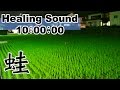 【癒しの音 10時間】 田舎暮らし 田んぼのカエル大合唱:カエル 鳴き声