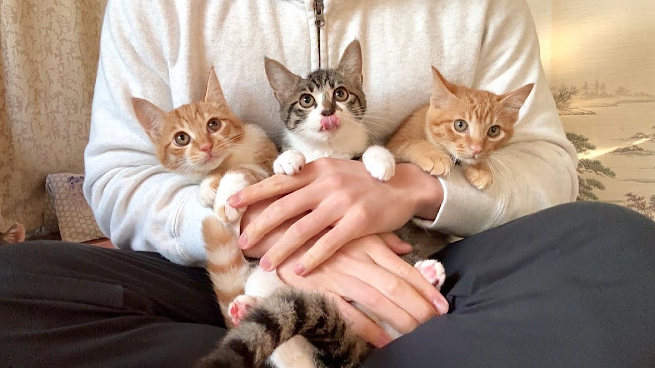 【緊急】怪我してた子猫たちを一時保護しました。