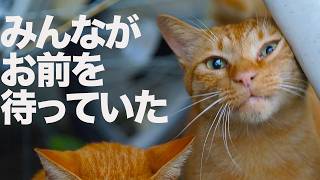 街一番のアホ猫」茶トラ1号、その最終章 The last-standing-cat 