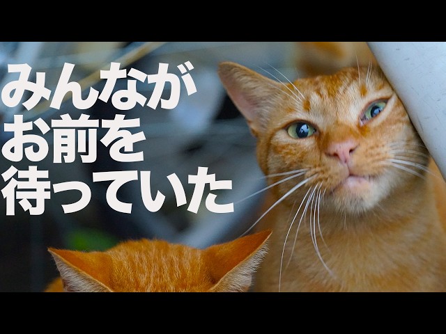 街一番のアホ猫」茶トラ1号、その最終章 The last-standing-cat 