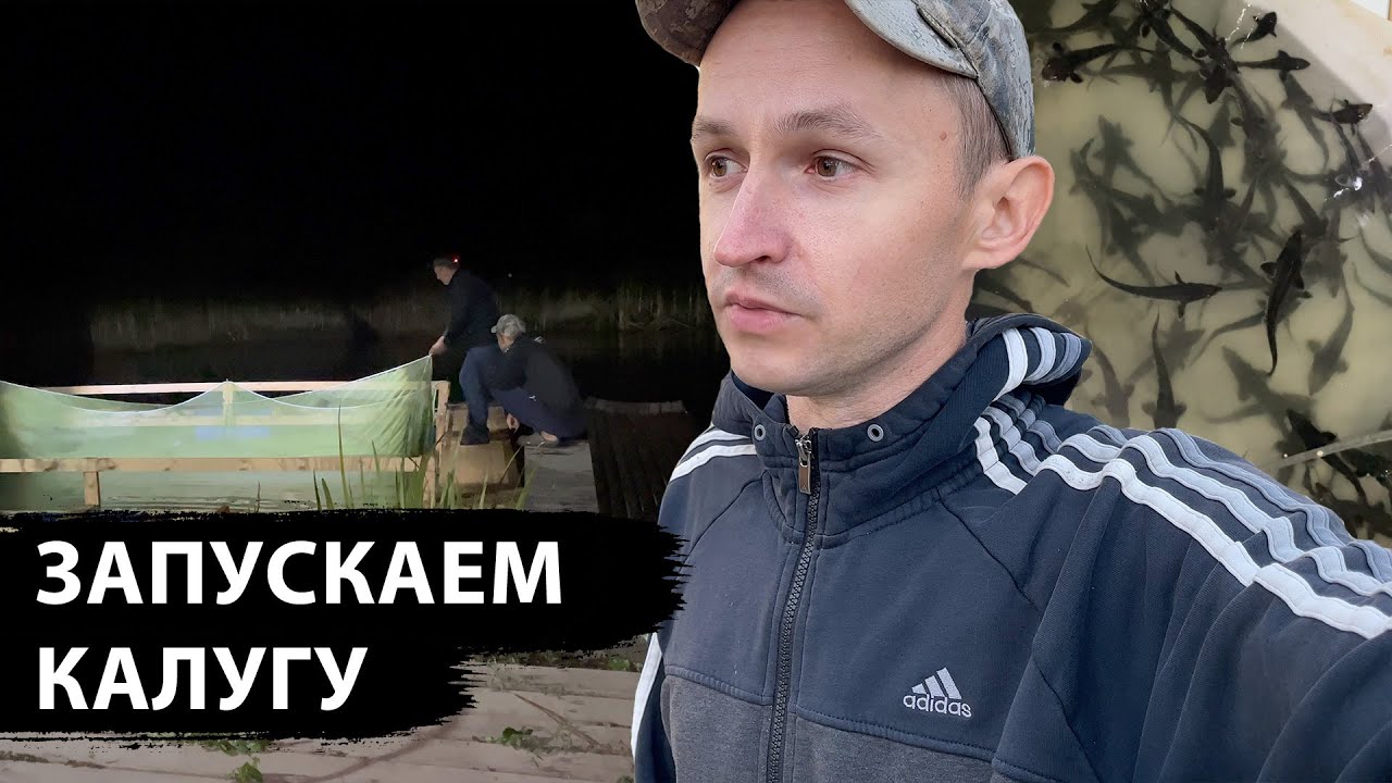 Запускаем КАЛУГУ ночью, выращивание осетра в пруду на участке, новый ...