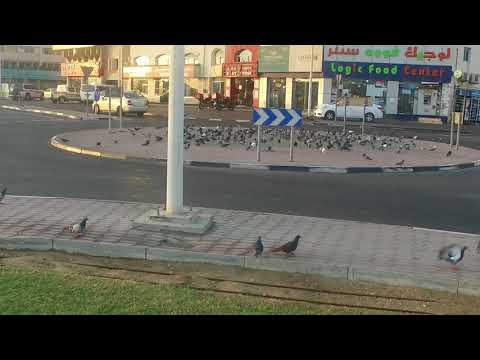 قوقاي القماري 