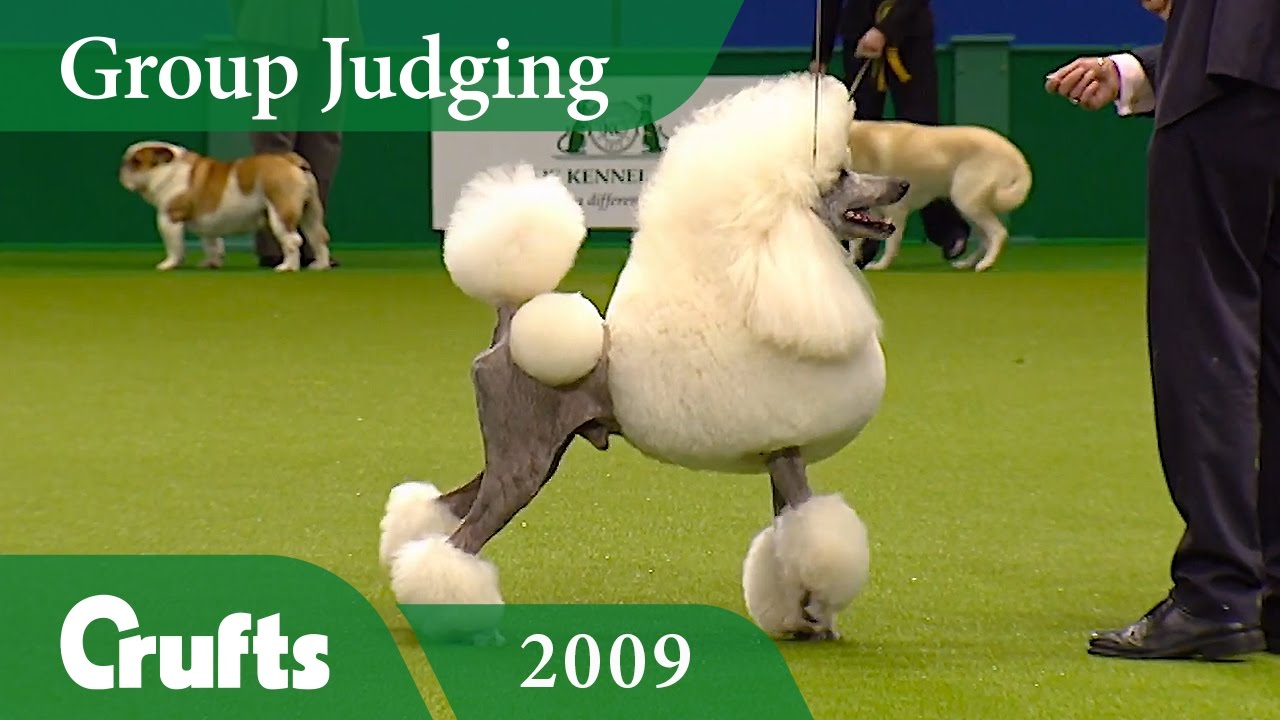 Standard Poodle wins Utility Group 