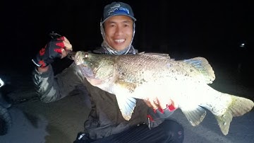 Câu lure cá vược, 2 buổi câu đêm và kết quả ngoài mong đợi. Các cụ đoán xem con to bao nhiêu kg ạ!