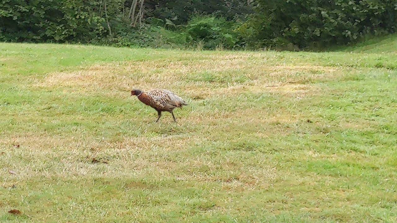 Prospect Park Reading