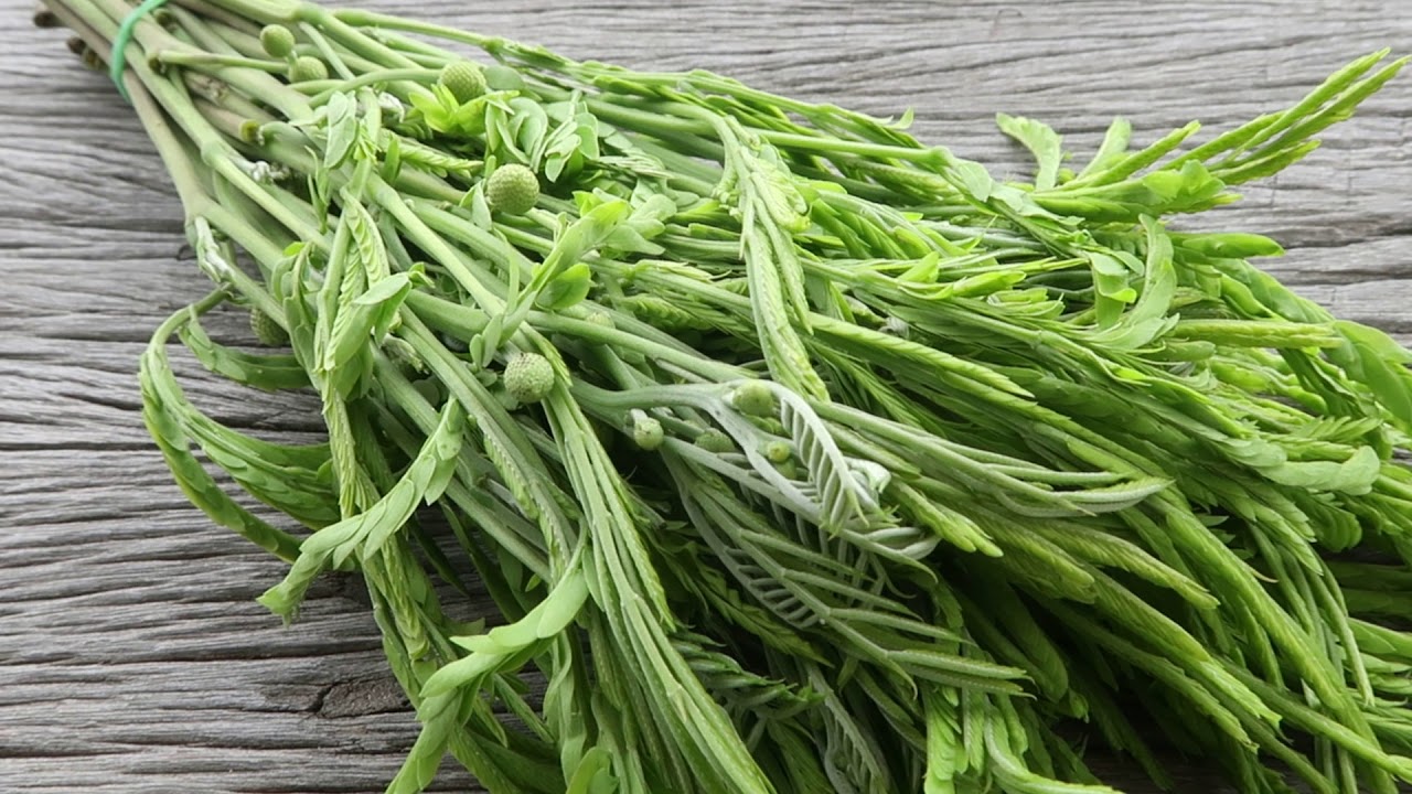 Leguminosae-Mimosoideae - Leucaena Leucocephala De Wit - Lead Tree - Kra Thin Thai - กระถินไทย