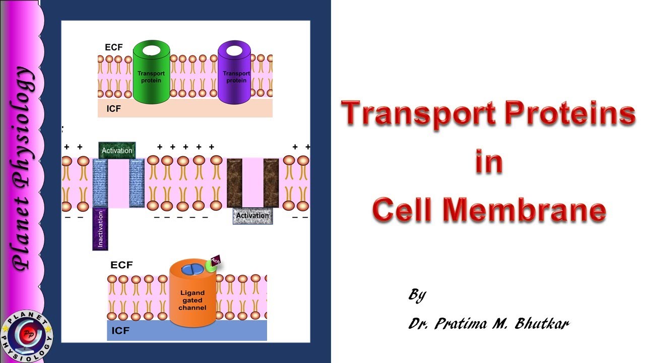 Transport proteins Transport across cell membrane Part 1 YouTube
