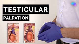 Testicular Palpation Technique | How to Examine Testicles - OSCE Guide | UKMLA | CPSA