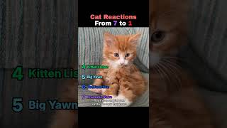 These Cats Reacted Hard!