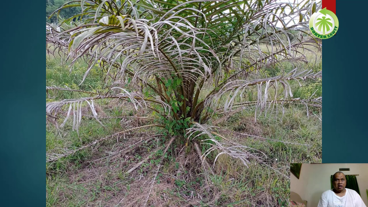 Mengatasi Sawit yang Tergenang Sebentar sebentar ! 