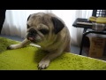 自分のおならにびっくりしちゃったパグ犬！Pug to be surprised to fart！
