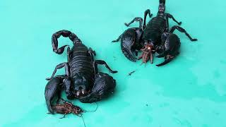 Scorpions Chilling