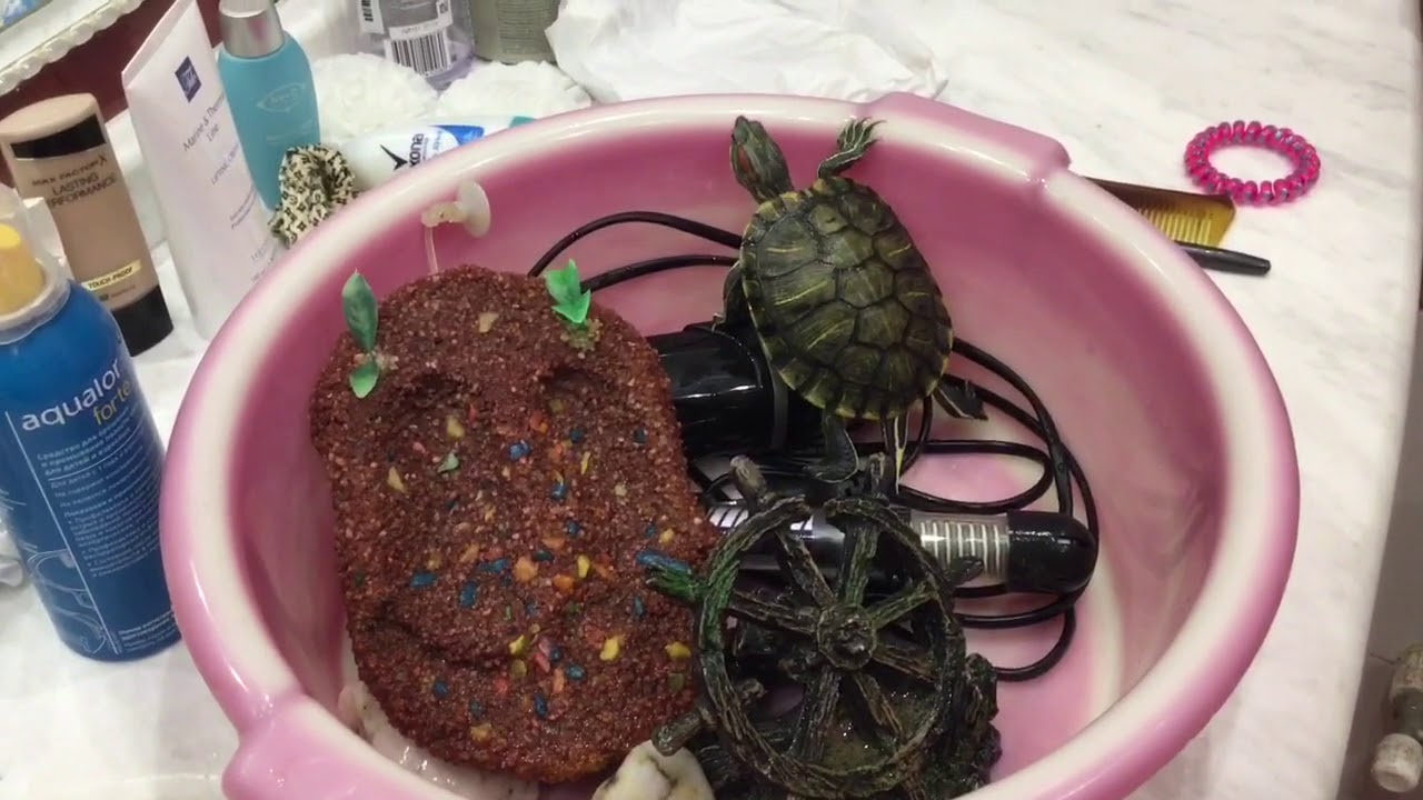 Уход за красноухими черепахами 🙈🙈🙈 - YouTube