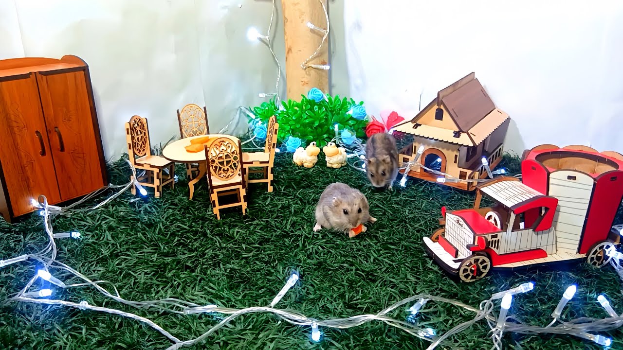 ⭐ “Building and Setting Up Pico & Kiko’s Hamster House… Their Reaction!! 🐭”