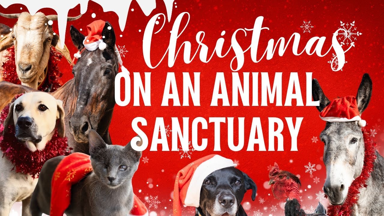 Животные на Рождество | Истории волонтеров. Приют для животных на Тенерифе.