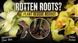 Rescuing Rootless Plants 🌱 Starting Orchid & Aglaonema Recovery