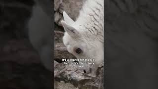 Better than a multivitamin! Mountain goats know how to cure a stomach ache by CBC Docs 1,250 views 6 months ago 1 minute, 26 seconds