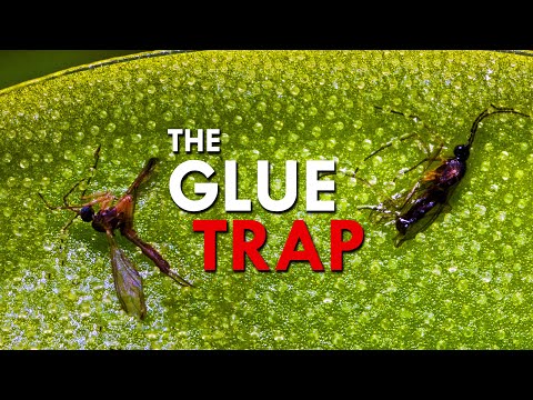 عشبة الزبدة نبات آكل للحوم ذو جذع قاتل